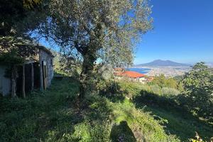 TER. AGRICOLO A PIMONTE