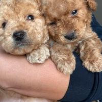 Barboncini toy e minitoy figli di tea cup