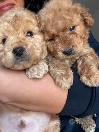 Barboncini toy e minitoy figli di tea cup