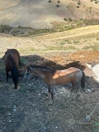Puledro