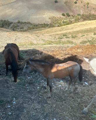 Puledro