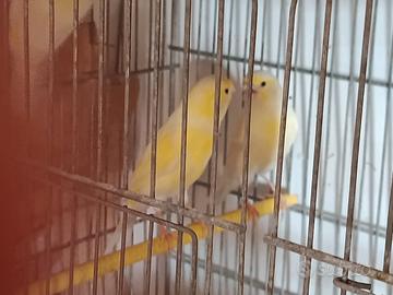 Coppia canarini giallo con gabbia 