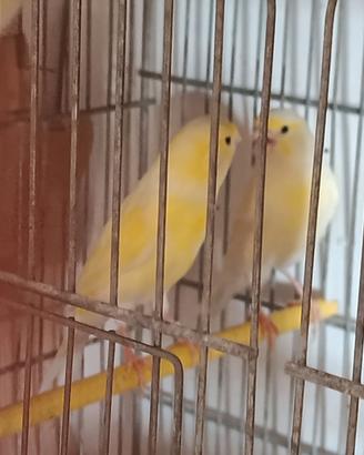 Coppia canarini giallo con gabbia 