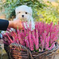 Cuccioli MALTESE con pedigree ENCI