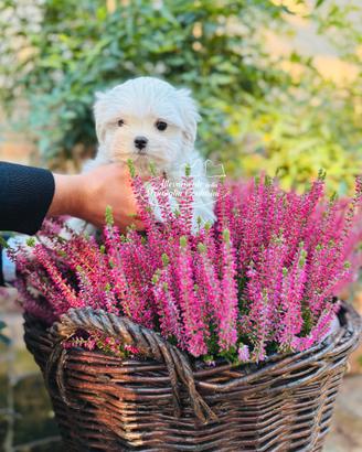 Cuccioli MALTESE con pedigree ENCI