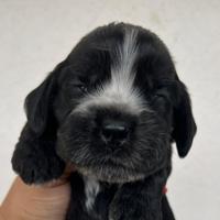 Cuccioli cocker spaniel inglese