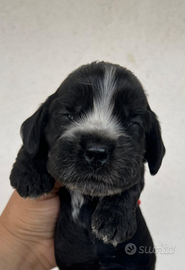 Cuccioli cocker spaniel inglese