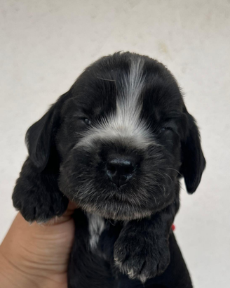 Cuccioli cocker spaniel inglese