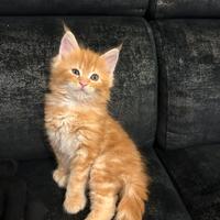 Cuccioli di Maine Coon