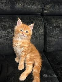 Cuccioli di Maine Coon