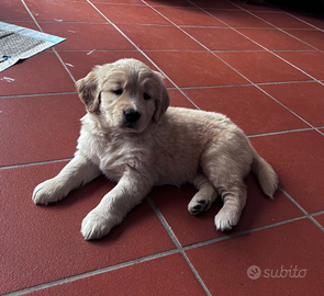 Cucciola di 70 gg golden retriever