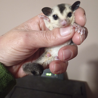 Petauri a dello zucchero