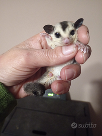 Petauri a dello zucchero