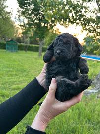 Cuccioli di barboncino Toy nano