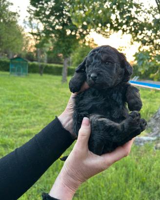 Cuccioli di barboncino Toy nano