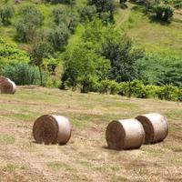 Fieno di prato rotoballa rotoballe