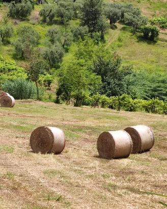 Fieno di prato rotoballa rotoballe