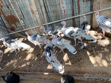 Tacchini,anatre Germani e galli