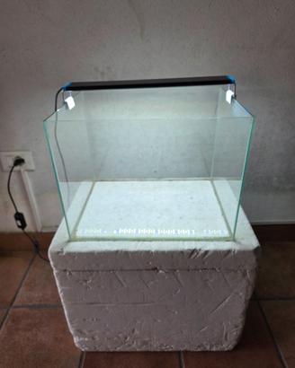 Acquario x caridine
