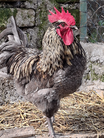 Gallo BLUE AUSTRALOP