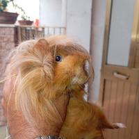 Cavia peruviana a pelo lungo