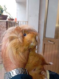 Cavia peruviana a pelo lungo