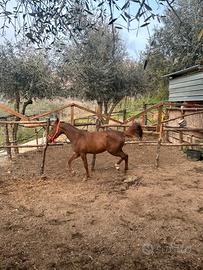 Cavalla zanguata 2 anni x info +39 338 320 1271