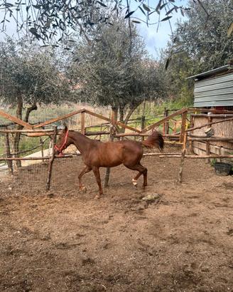 Cavalla zanguata 2 anni x info +39 338 320 1271