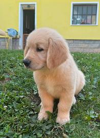 Golden retriever cuccioli