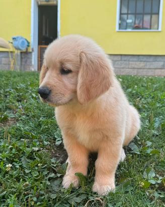 Golden retriever cuccioli