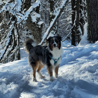 Pastore Australiano disponibile per monta