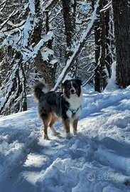 Pastore Australiano disponibile per monta