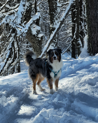 Pastore Australiano disponibile per monta