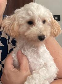 Cucciola figlia di Barboni Toy con Pedigree Enci