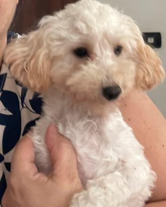 Cucciola figlia di Barboni Toy con Pedigree Enci