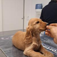 Meraviglioso cucciolo di cocker