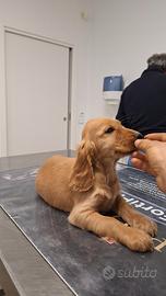 Meraviglioso cucciolo di cocker