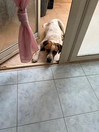 Dono cane