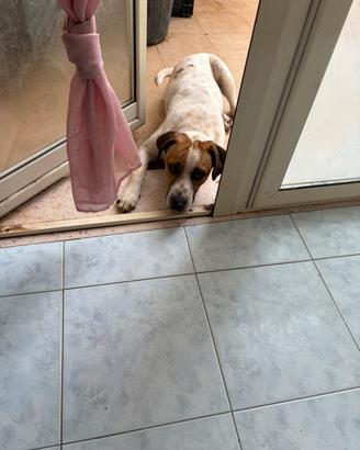 Dono cane