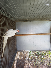 Femmina di collare cleartail