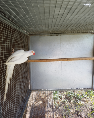 Femmina di collare cleartail
