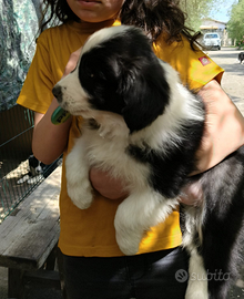Border Collie