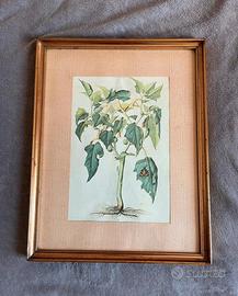 Stampa botanica antica “Datura Stramonium”
