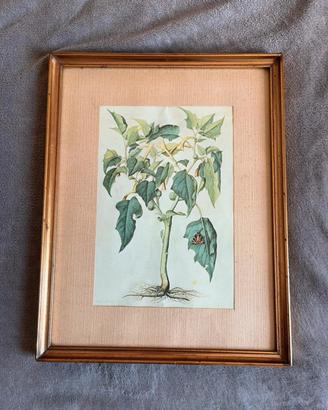 Stampa botanica antica “Datura Stramonium”
