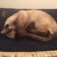 TAPPETO Persiano 40x60 IKEA