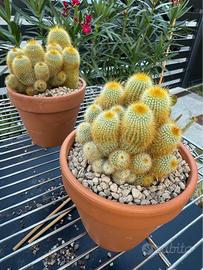 2 cactus “Notocactus leninghausii”