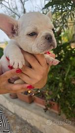 Cuccioli di bulldog francese color crema