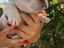 Immagine 1