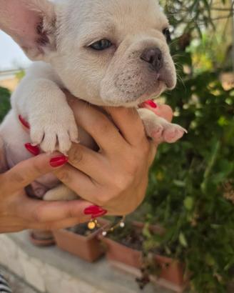 Cuccioli di bulldog francese color crema