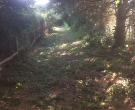 Terreno agricolo